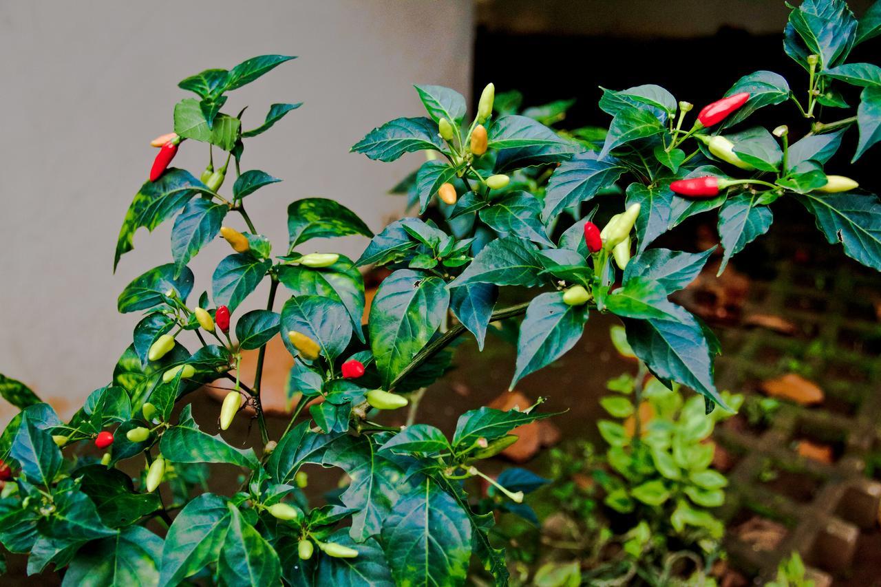 Quinta Mi Tata B&B Sardinal Ngoại thất bức ảnh