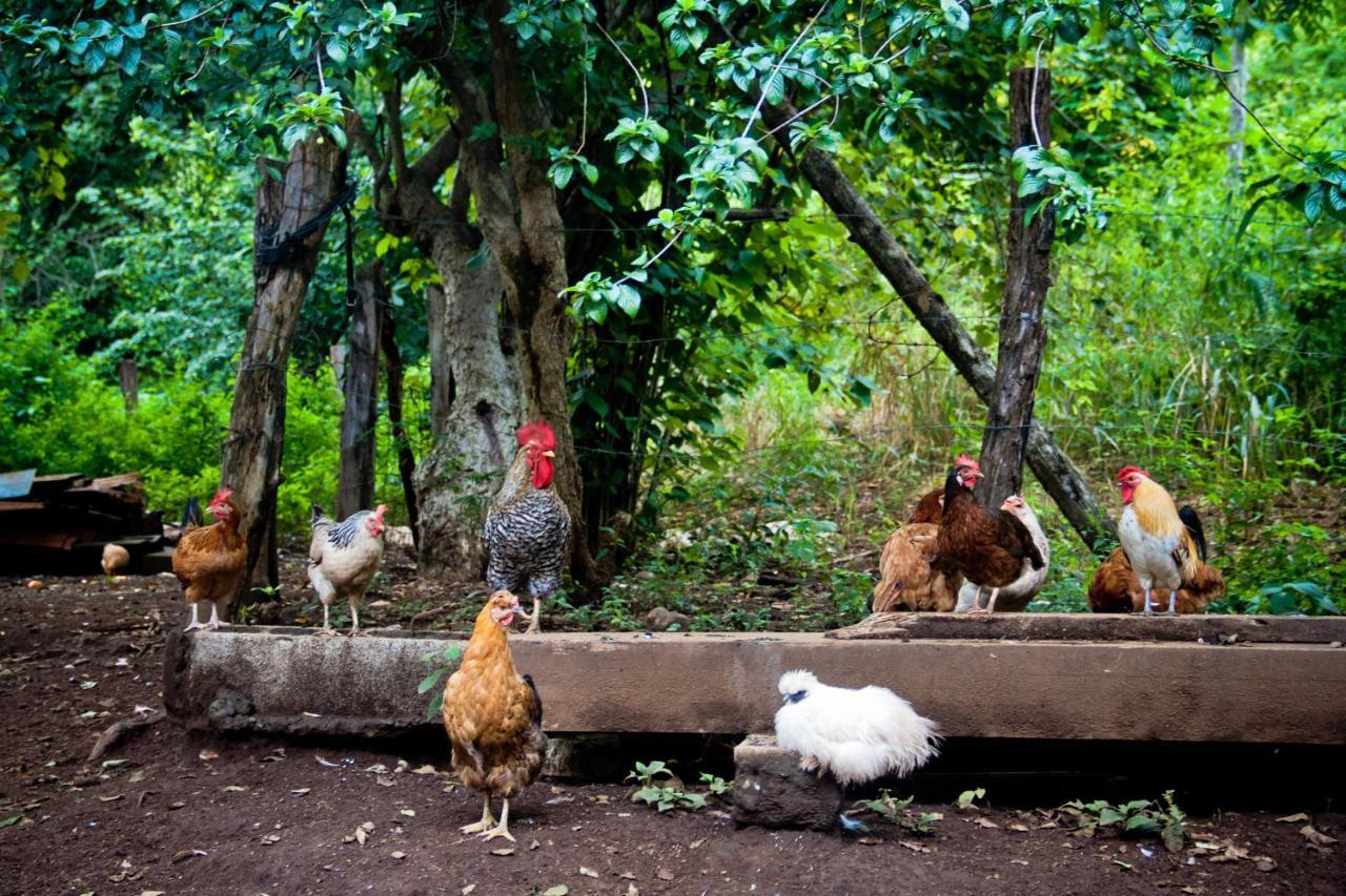 Quinta Mi Tata B&B Sardinal Ngoại thất bức ảnh